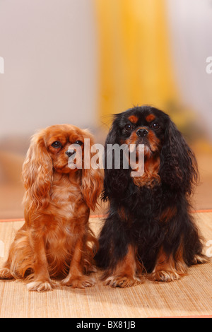 Cavalier King Charles Spaniel, paar, Ruby und neben Stockfoto