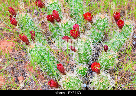 Barrel Kakteen Blumen Stockfoto