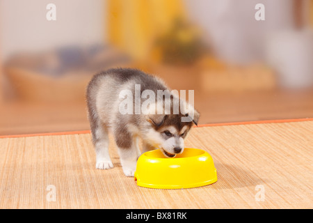 Alaskan Malamute Welpen, 6 Wochen / Schale Stockfoto