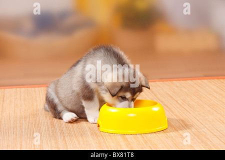 Alaskan Malamute Welpen, 6 Wochen / Schale Stockfoto