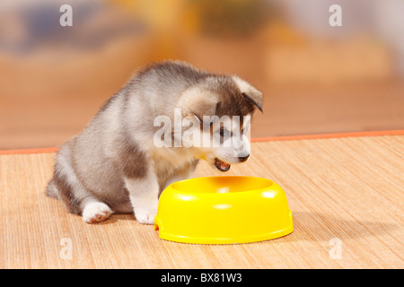 Alaskan Malamute Welpen, 6 Wochen / Schale Stockfoto