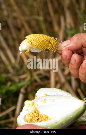 Araujia Sericifera ist eine Zierpflanze in die Unterfamilie hinzugefügt. Stockfoto