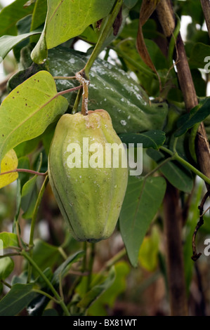 Araujia Sericifera ist eine Zierpflanze in die Unterfamilie hinzugefügt. Stockfoto