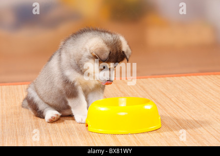 Alaskan Malamute Welpen, 6 Wochen / Schale Stockfoto