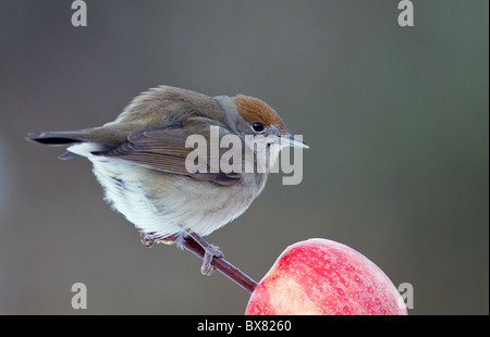 weibliche Mönchsgrasmücke (Sylvia Atricapilla) Fütterung auf einen Apfel Stockfoto
