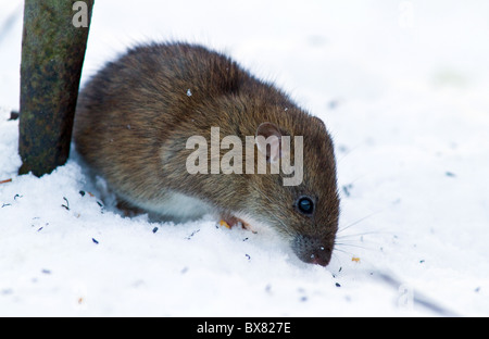 braune Ratte unter ein Futterhäuschen für Vögel im Schnee Stockfoto