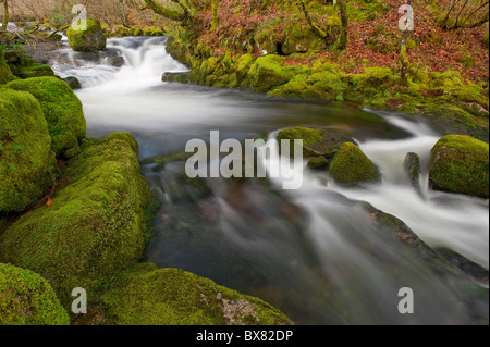 Ein schöner und sauberer Fluss fließt durch einen alten schottischen Eichenwälder im Spätherbst mit Moos bedeckt Felsbrocken Stockfoto