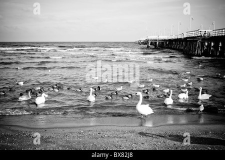 Vögel am Holzsteg, Sopot, Polen Stockfoto