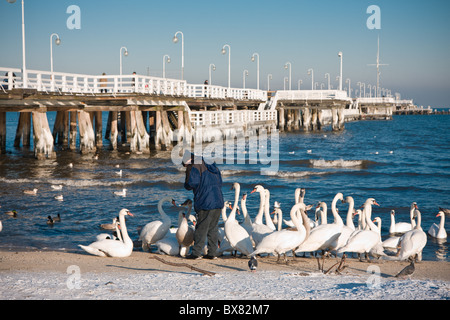 Schwäne am Holzsteg, Sopot, Polen Stockfoto