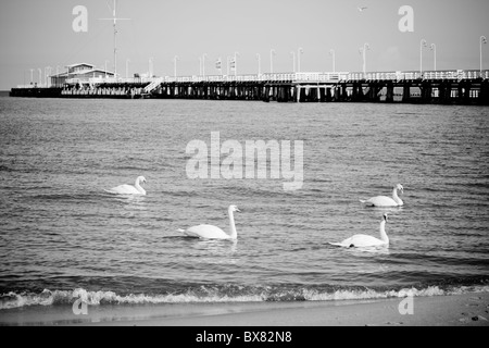 Schwäne am Holzsteg, Sopot, Polen Stockfoto