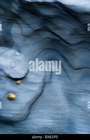 Schöne glatte geschwungene blaue Rock formationen Muscheln und Felsbrocken schaffen eine große Grafik auf einem Cornish Strand Stockfoto