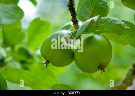 Üppige reife Äpfel hängen von einem Baum in einem englischen Obstgarten Stockfoto