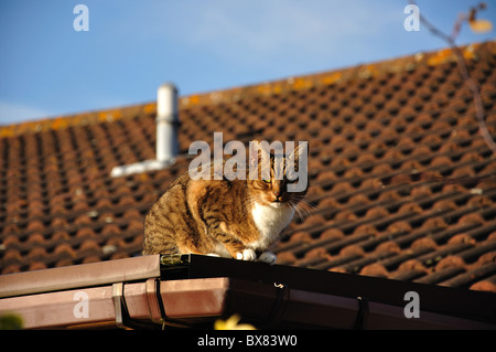 Katze auf Dach, Stanwell Moor, Surrey, England, Vereinigtes Königreich Stockfoto