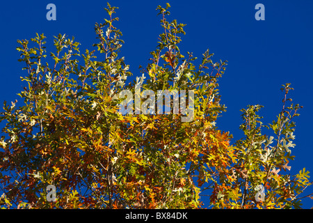 Nahaufnahme von einer bunten Baumkrone in eine weiße Eiche im Herbst Morgenlicht. Der wissenschaftliche Name dafür ist Quercus Alba. Stockfoto