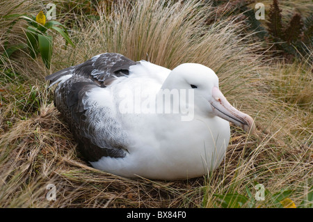 Südlichen Royal Albatross nisten auf den subantarktischen Campbell Island, Neuseeland Stockfoto