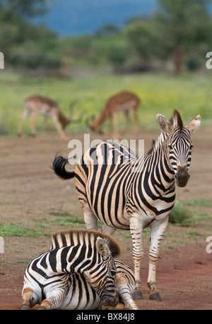 Ebenen oder Burchell Zebra (Equus Quagga) ein paar jungen männlichen Impala (Aepyceros Melampus) kämpfen zu ignorieren Stockfoto