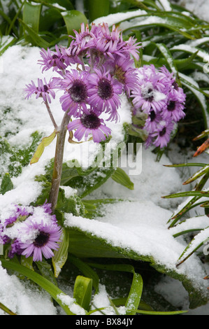 Pleurophyllum Speciosum, ein Megaherb Gänseblümchen Blüte auf den subantarktischen Campbell Island, Neuseeland Stockfoto