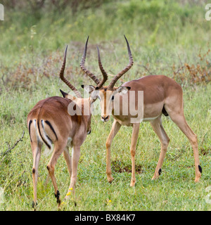 Junge männliche Impala (Aepyceros Melampus) kämpfen, Madikwe Nationalpark, Südafrika Stockfoto