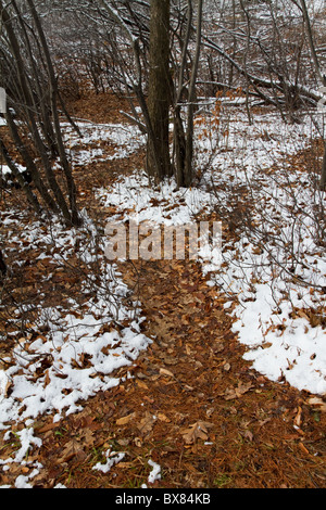 Schnee bleibt auf dem Boden, aber Blätter Wege klar zwischen den Bäumen in den Parc de Gatineau Stockfoto