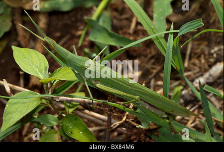Schräg gegenüber Grashüpfer (Acrida Arten) zeigt bemerkenswerte Ähnlichkeit mit Grashalmen Stockfoto