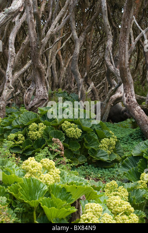 NZ (Prostituierte) Seelöwen bewegen durch Rata Wald und ein Macquarie Island Kohl Stelzwurzeln auf subantarktischen Enderby Insel Stockfoto