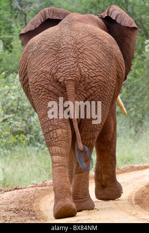 Afrikanischer Elefant (Loxodonta Africana) zu Fuß entfernt von der Kamera. Stockfoto