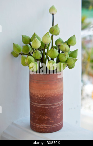 Lotusblumen in einer vase Stockfoto