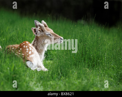 Hirsche liegen auf grünem Gras im Wald Stockfoto