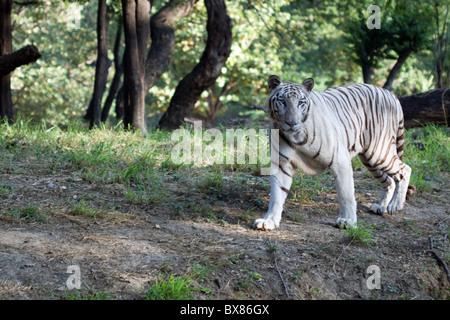 weißer Tiger auf Abendspaziergang Stockfoto