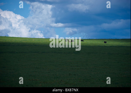 Rinder grasen auf Hügel Stockfoto