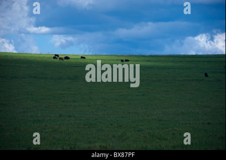 Rinder grasen auf Hügel Stockfoto