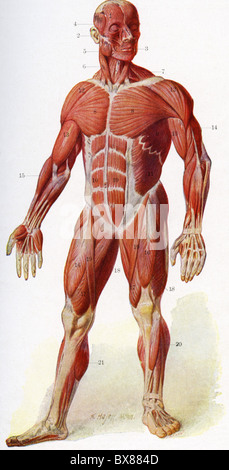 Medizin, Anatomie, Muskeln, Muskulatur des menschlichen Körpers (Vorderseite), Horoskop, wissenschaftliches Lehrmaterial von Schmeil 'der Mensch', Deutschland, 1922, Additional-Rights-Clearences-not available Stockfoto