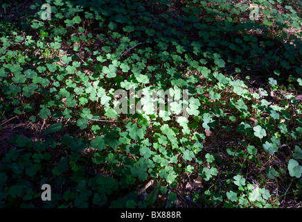 Gemeiner Waldschnepfe ( Oxalis acetosella ) wächst im Wald, Finnland Stockfoto