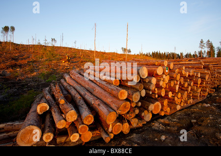 Kiefer (Pinus Sylvestris) Log Pfähle auf finnischen klaren Fällen Website, Finnland Stockfoto