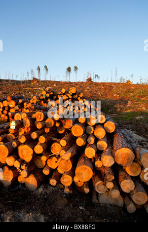 Kiefer (Pinus Sylvestris) Log Pfähle auf finnischen klaren Fällen Website, Finnland Stockfoto