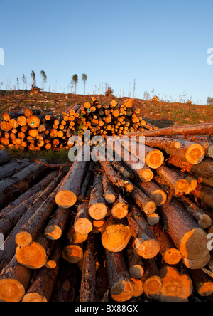 Kiefern (pinus sylvestris) Holzstapel an klaren Abfällstelle, Finnland Stockfoto