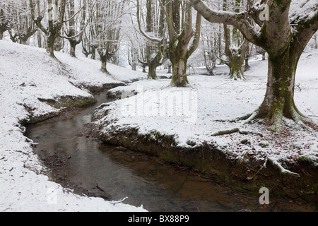 Buche Otzarreta, Naturpark Gorbea, Alava, Spanien Stockfoto