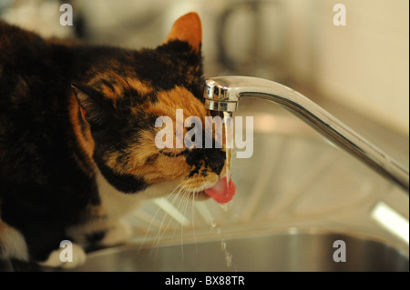 Eine Schildpatt-Katze trinkt Wasser aus der Küchenarmatur Spüle Stockfoto