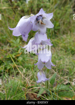 Eine bärtige Glockenblume wächst in den französischen Alpen Stockfoto