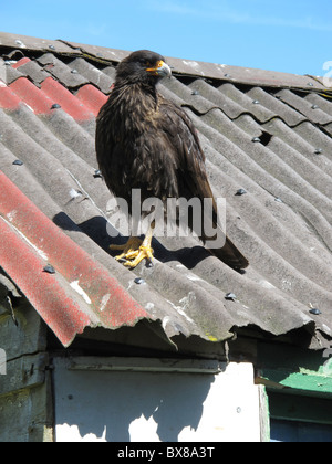 Gekerbten Karakara (Phalcoboenus Australis) oder "Johnny Rook" auf ein Dach, Karkasse Siedlung Karkasse Insel, West Falkland Stockfoto