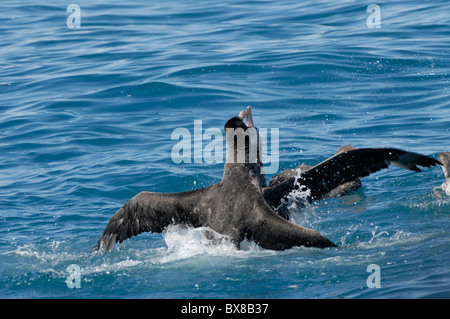 Südlichen Giant Petrel (Macronectes Giganteus) kämpfen, Cooper Bay, Süd-Georgien Stockfoto