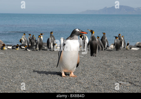 Gentoo Penguin (Pygoscelis Papua) vor König Pinguine am Strand, Gold Harbour, Süd-Georgien Stockfoto