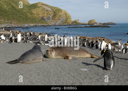 Junge See-Elefanten und König Pinguine am Strand, Gold Harbour, Süd-Georgien Stockfoto