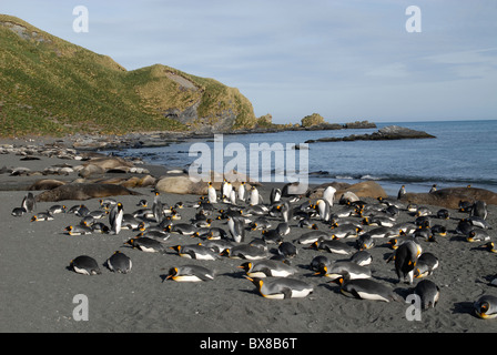 König Penguins (Aptenodytes Patagonica) und Seeelefanten an der Beach, Gold Harbour, South Georgia Stockfoto