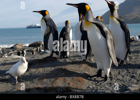 Königspinguine (Aptenodytes Patagonica) und einen verschneiten Scheidenschnabel (Chionis Alba), Gold Harbour, Süd-Georgien Stockfoto