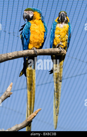 die blaue und gelbe Ara - Ara Ararauna - auf Ast Stockfoto