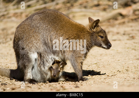 die Red necked Wallaby in Pouch von Mutter (Macropus Rufogrisens, Wallabia Rufogrisea) Stockfoto