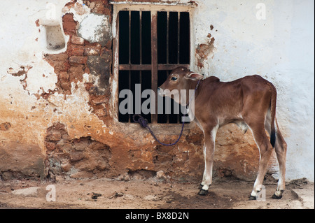 Gefesselte indische Kalb gegen ein altes Indianerdorf-Haus. Andhra Pradesh, Indien Stockfoto