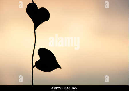 Herz-Form-Weinblatt. Silhouette Stockfoto