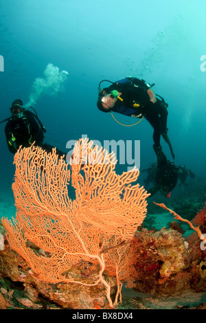 Taucher im Wasser fotografiert im Nationalpark Ras Mohammed, Rotes Meer, Sinai, Ägypten, Stockfoto